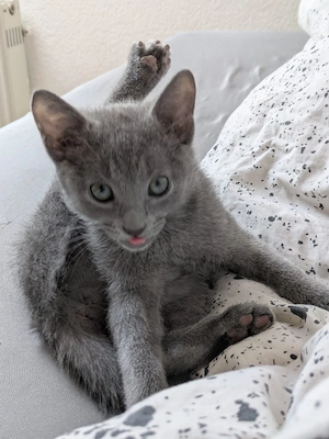 Russisch Blau Kitten (Reine Mädelsgruppe)