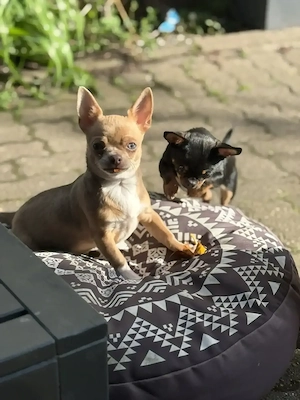 Mini Chihuahua Hündin  Aliya   sehr klein bleibend   zuckersüß 