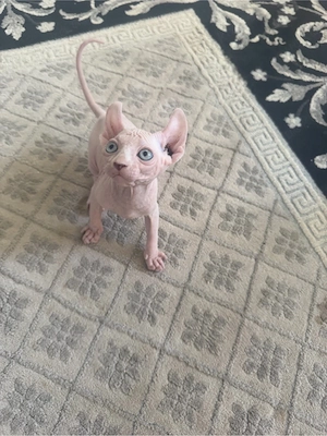 Sphynx Elf Baby Katzen