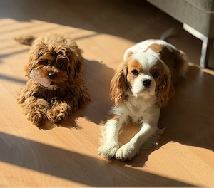 zuckersüsser Cavapoo Welpe