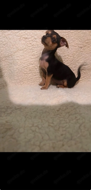    Zwergpinscher
