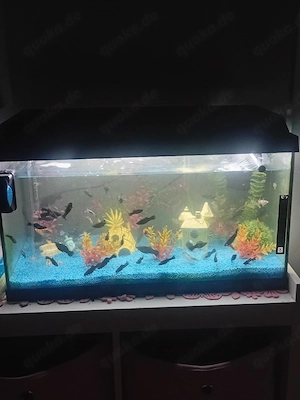 koplettes aquarium