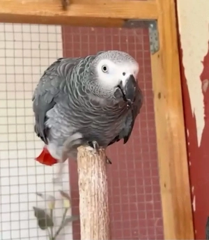 kongograupapageien  Bild 2