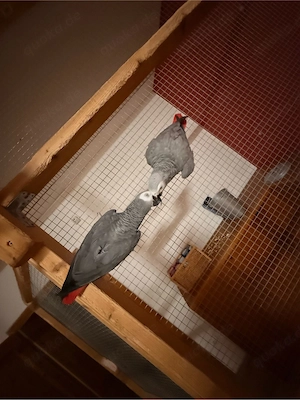 kongograupapageien  Bild 3