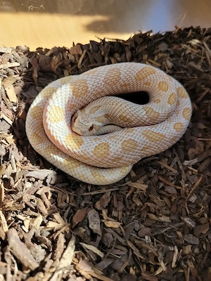 1.0 Arctic Albino Conda Heterodon het.Toffee DNZ 23 mit neuem Terrarium