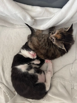Kitten suchen neuen Dosenöffner Bild 3