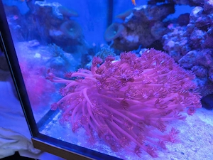Meerwasser Aquarium 
