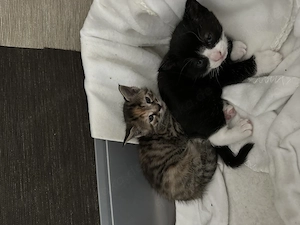 Kitten suchen neuen Dosenöffner