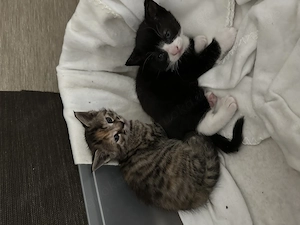 Kitten suchen neuen Dosenöffner Bild 2