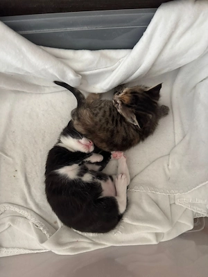 Kitten suchen neuen Dosenöffner Bild 4