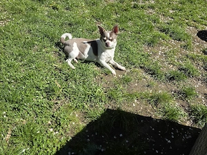 Jack russel mix 