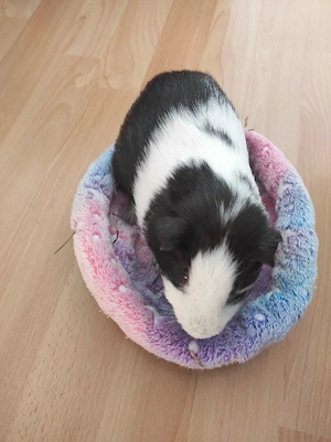 Meerschweinchen 