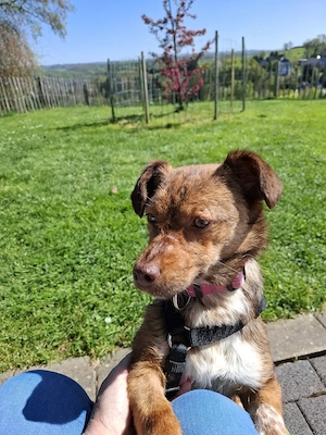 Lucy sucht ihr Zuhause für immer