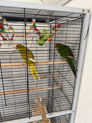 vögel mit kafig und zubehör Bild 4