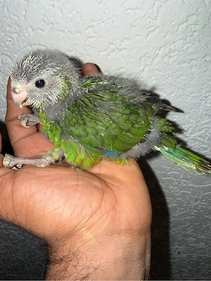 vögel mit kafig und zubehör Bild 3