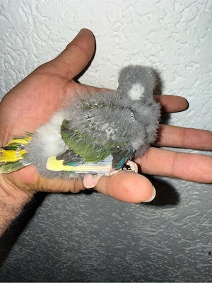vögel mit kafig und zubehör Bild 2
