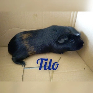Junge Meerschweinchen Jungs suchen bald ein neues Zuhause 