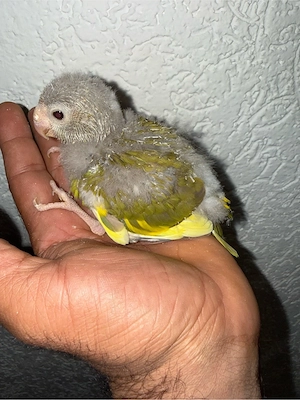 vögel mit kefig und zubehör