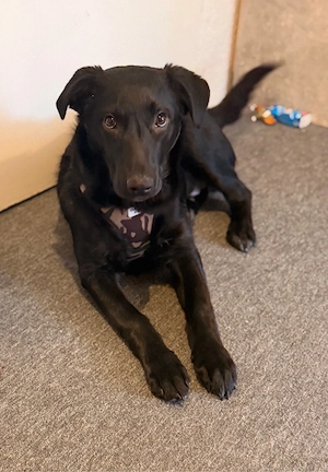    Liebevoller bosnischer Straßenhund (6 Monate) sucht sein Für-immer-Zuhause 