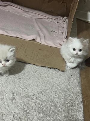 Wunderschöne Britisch Kurzhaar Kitten   Reservierung möglich (Abgabe ab 8 Wochen)   