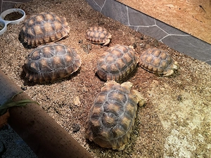 Spornschildkröten (Centrochelys sulcata), NZ 2022, mit Herkunftsnachweis zu verkaufen 