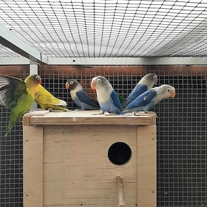 Biete junge Agaporniden von 6 bis 12 Monaten an