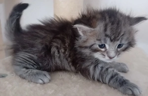 Maine Coon XL Kitten Grosse Jungs