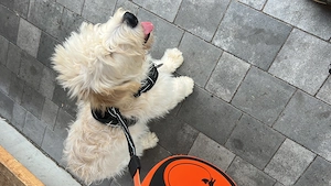 Vier Monate alter Goldendoodle Welpe zu verkaufen