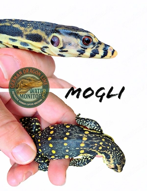 2026 CB 100% Het T+ Albino   High Yellow - Varanus salvator - Bindenwaran