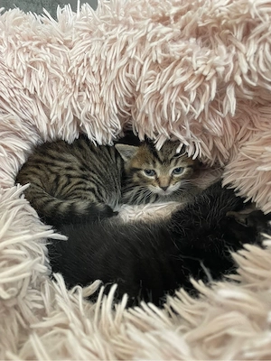 BKH-Mix Kitten Britisch Kurzhaar 