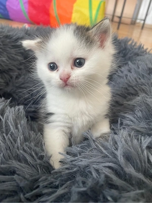 BKH-Mix Kitten Britisch Kurzhaar 