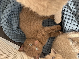 BKH-Kitten gesund, verschmust & familiengeprägt