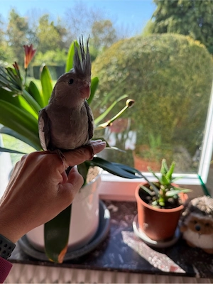 nymphensittich handzahm