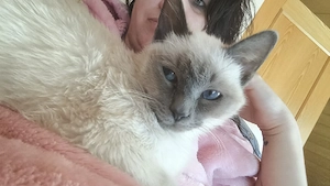 Heilige Birma kater