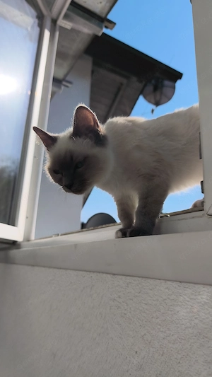 Heilige Birma kater Bild 2