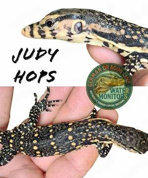 2026 CB 100% Het T+ Albino High Yellow - Varanus salvator - Bindenwaran