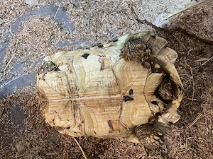 Nur noch eine weibliche Pantherschildkröte (Stigmochelys pardalis), NZ 2021, zu verkaufen  Bild 4