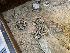 Nur noch eine weibliche Pantherschildkröte (Stigmochelys pardalis), NZ 2021, zu verkaufen  Bild 2