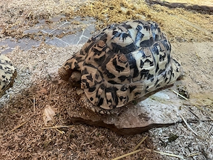 Nur noch eine weibliche Pantherschildkröte (Stigmochelys pardalis), NZ 2021, zu verkaufen  Bild 5