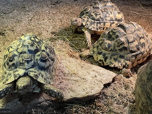Zwei weibliche Pantherschildkröten (Stigmochelys pardalis), NZ 2021, zu verkaufen 