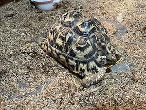 Nur noch eine weibliche Pantherschildkröte (Stigmochelys pardalis), NZ 2021, zu verkaufen  Bild 3
