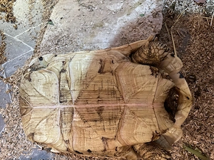 Nur noch eine weibliche Pantherschildkröte (Stigmochelys pardalis), NZ 2021, zu verkaufen  Bild 6