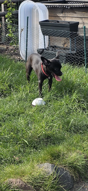 französische bulldoggen mix 