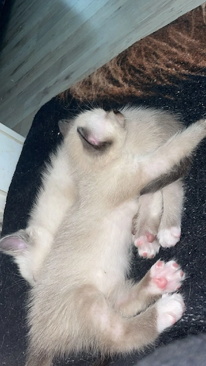 Heilige Birma kater Bild 3