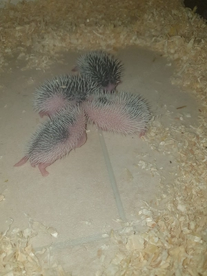 Weißbauchigel 