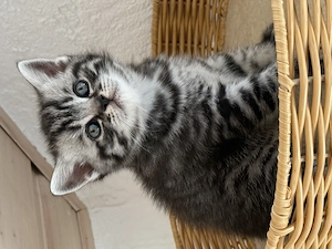 Reinrassige Bkh Kitten.