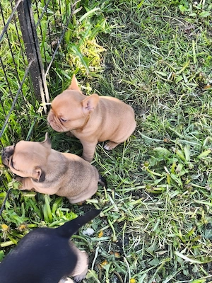 4 kleine französische bulldoggen suchen noch ein Futternapf  Bild 2