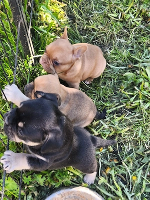 4 kleine französische bulldoggen suchen noch ein Futternapf  Bild 3