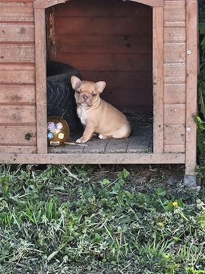 4 kleine französische bulldoggen suchen noch ein Futternapf  Bild 4