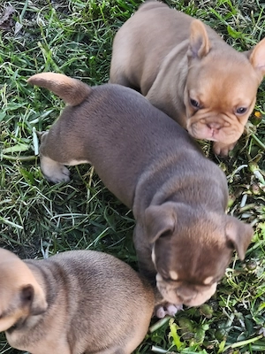 4 kleine französische bulldoggen suchen noch ein Futternapf  Bild 5
